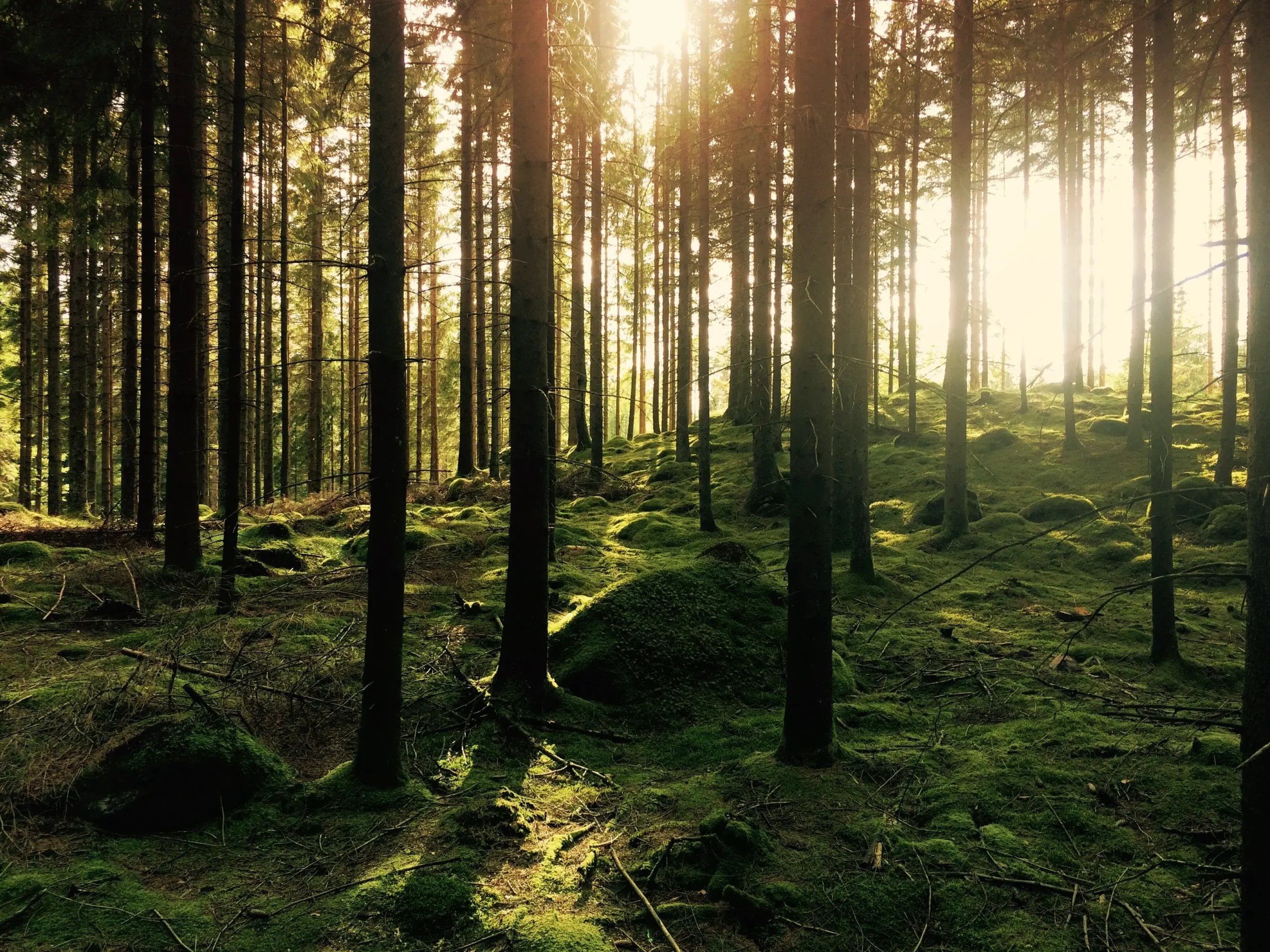 Forest with pine trees and moss